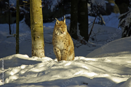 Ein Platz an der Sonne - Luchs photo