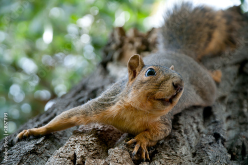 Squirrel