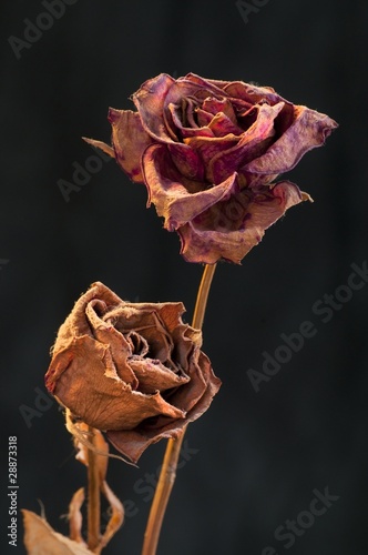 A two wilting rose on dark background