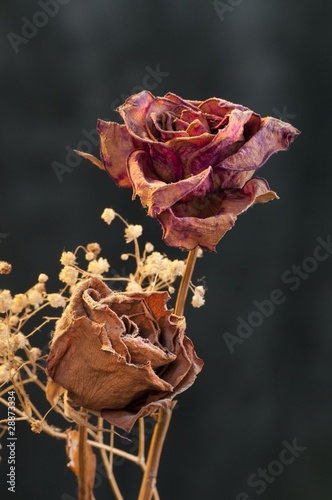 Fotografie A two wilting rose on dark background