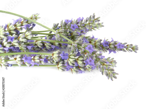 Lavendel