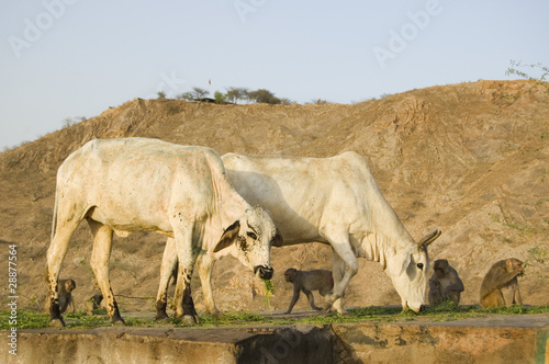 Cows and monkeys eat grass