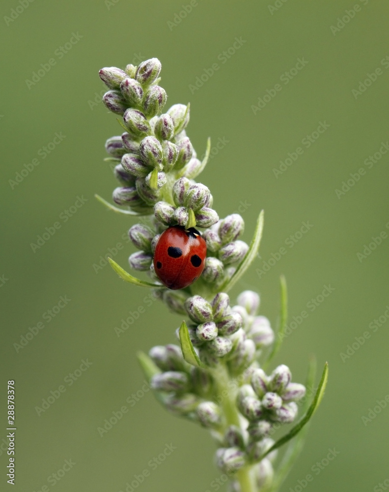 Ladybird on the green leaf