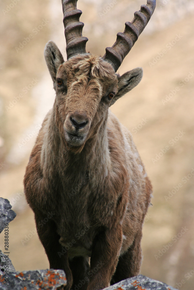Bouquetin dans les Hautes-Alpes Bouquetin dans les Hautes-Alpes