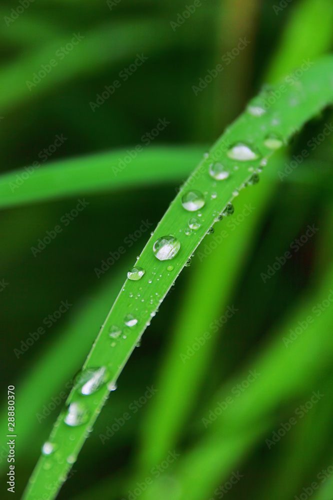 Wassertropfen auf Blatt - waterdrop on leaf 14 Wassertropfen auf Blatt - waterdrop on leaf 14
