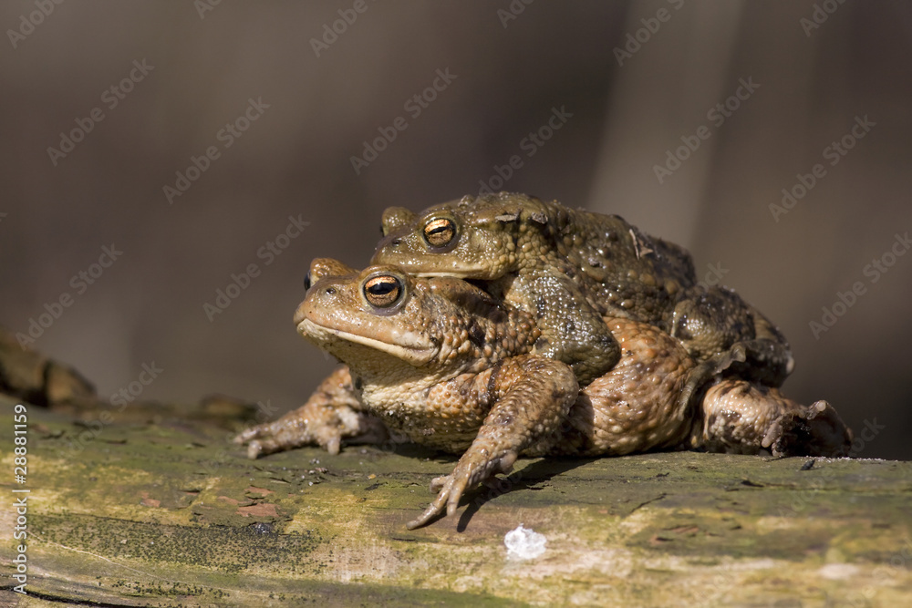 Erdkröten (Bufo bufo) Erdkröten (Bufo bufo)
