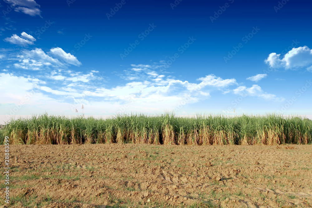 Obraz premium Sugarcane in Thailand .