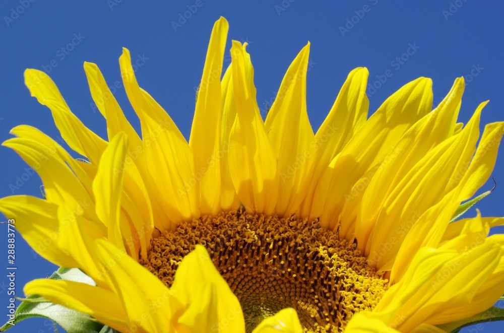 Fototapeta premium Blüte einer Sonnenblumen