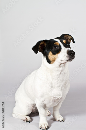 Fototapeta Naklejka Na Ścianę i Meble -  Jack Russel4