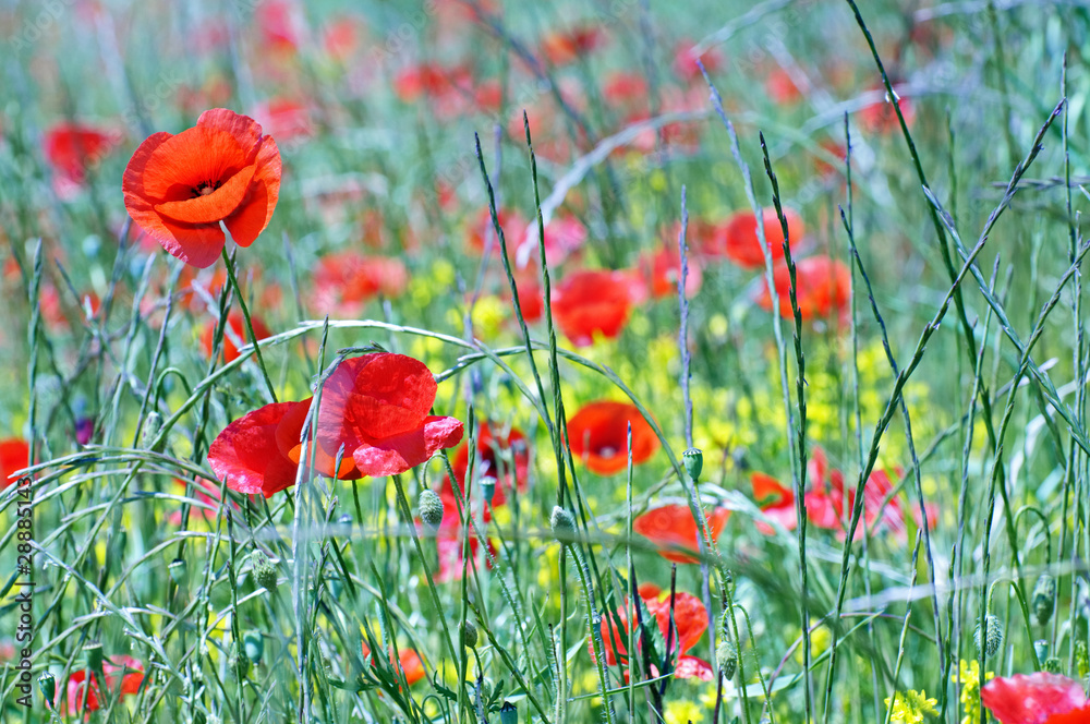 Obraz premium Champ de coquelicots