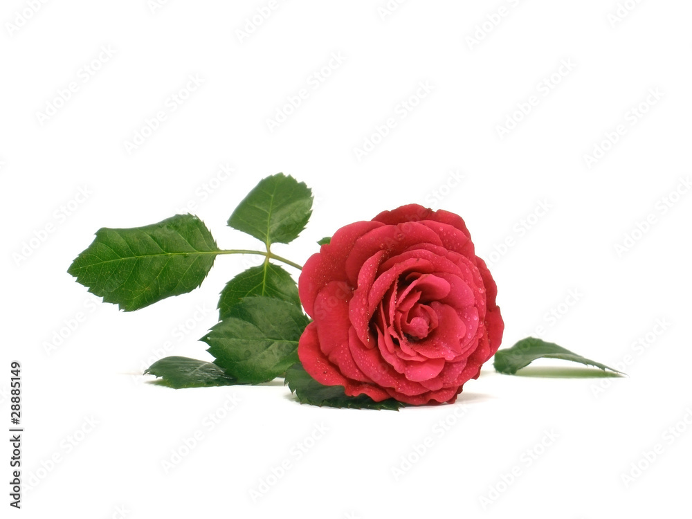 red rose red rose