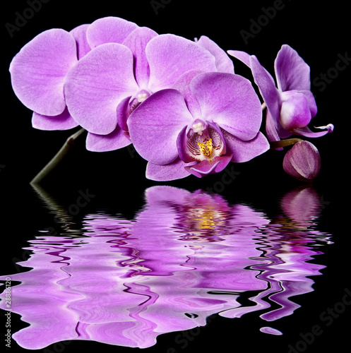 pink orchid and mirroring