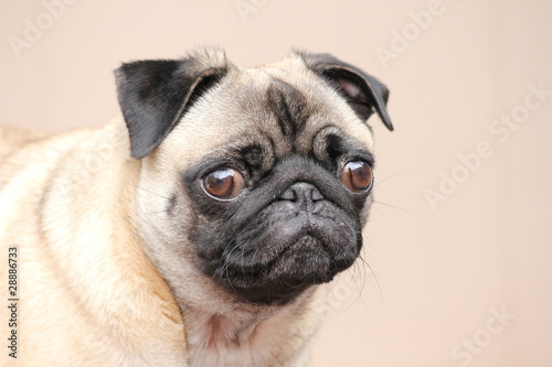 Pug
