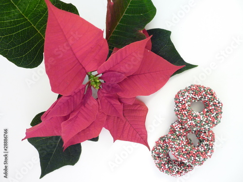 A Ponsettia ond Christmas cookies of chocolate