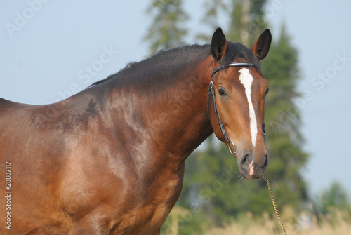 Portrait of a bay horse © regataFly