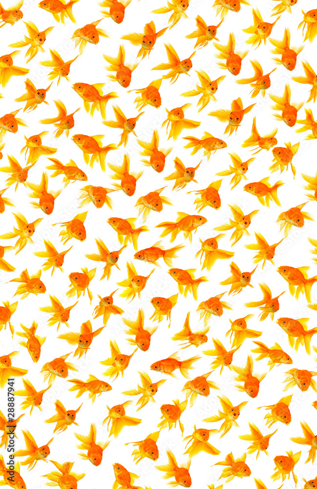 Goldfishes Goldfishes