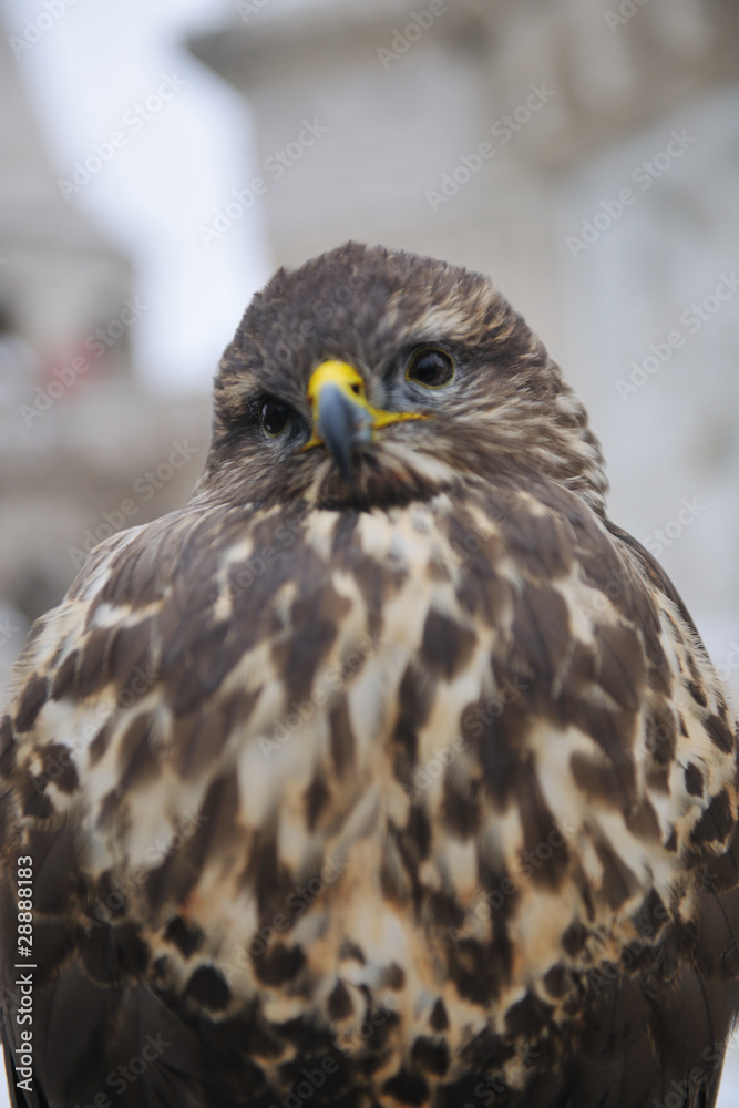 eagle bird closeup eagle bird closeup