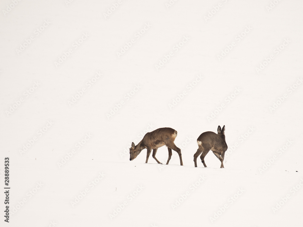 deer deer