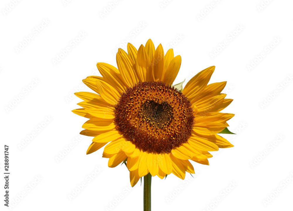 Fototapeta premium Valentine Sunflower