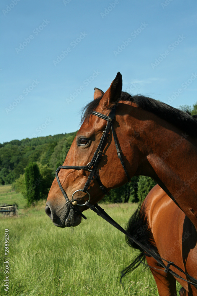 Brauner mit Halfter Brauner mit Halfter