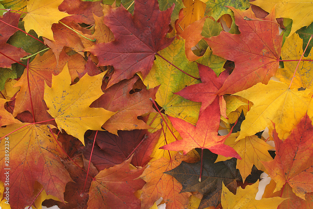 color leaves color leaves