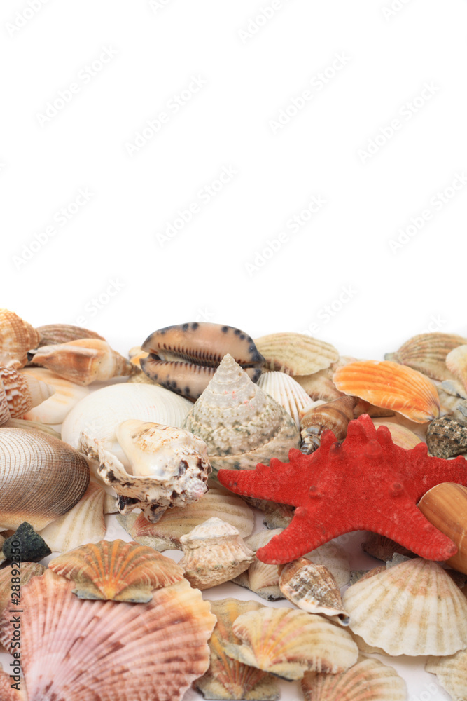 shea shells shea shells