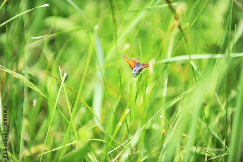red butterfly