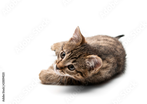 kitten on white background