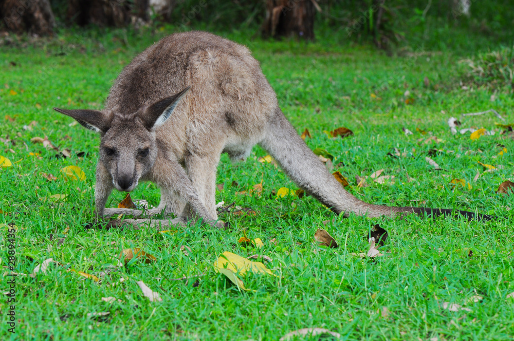 Eastern Grey Kangaroo (Macropus giganteus) Eating Grass Eastern Grey Kangaroo (Macropus giganteus) Eating Grass