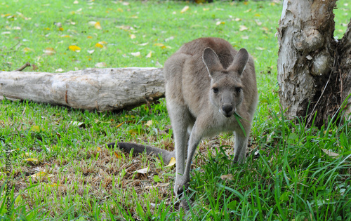 Eastern Grey Kangaroo  Macropus giganteus  Eating Grass