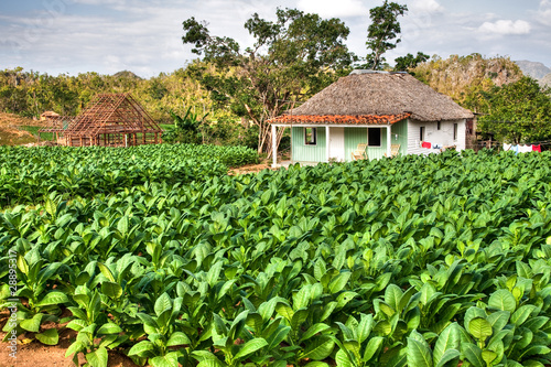 A small Tabacco Farm in Vinales photo