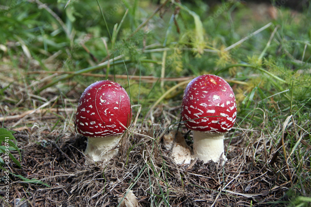 Fliegenpilz-Zwillinge im Schwarzwald