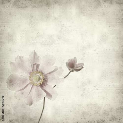 textured old paper background with pale pink japanese anemone br