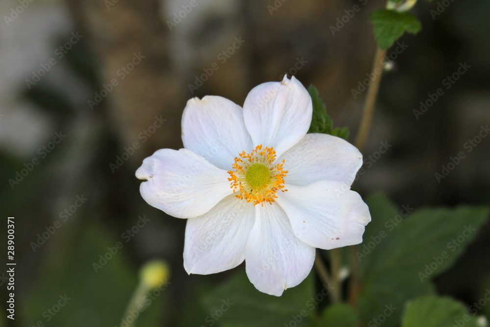 White Flower - Wilderness in Mexico White Flower - Wilderness in Mexico