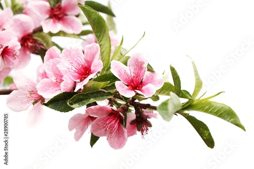 Spring Blossom