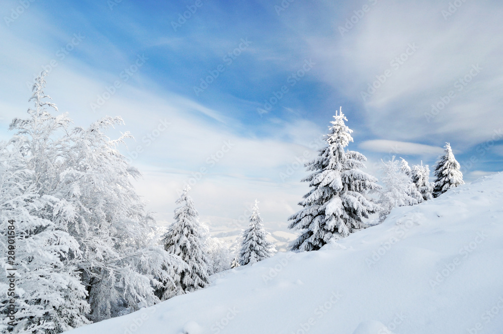 winter calm mountain landscape with beautiful fir trees on slope