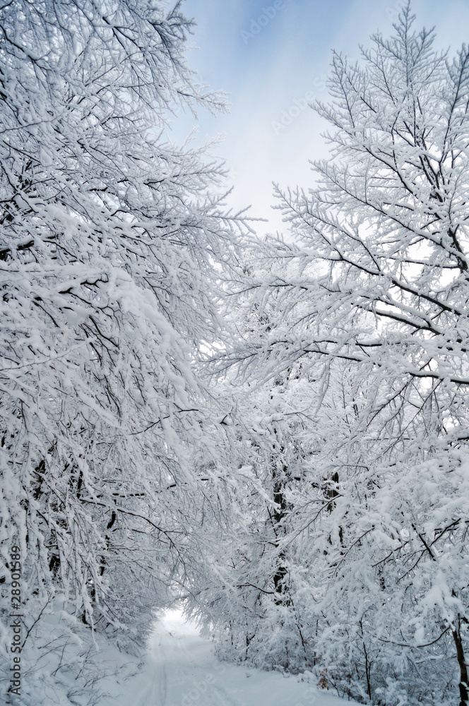 Winter road running between frozen trees