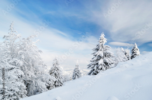 Obraz na płótnie winter calm mountain landscape with beautiful fir trees on slope w salonie
