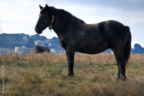 Domestic horse in meadow. © Mi.Ti.