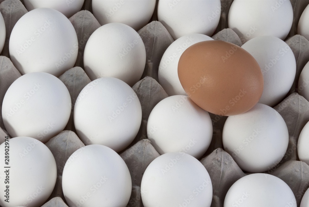 an egg brown into white eggs, Visible minority an egg brown into white eggs, Visible minority