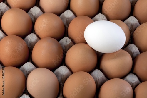 an egg white into brown eggs, Visible minority