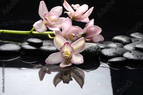 Purple orchid and black stones with reflection