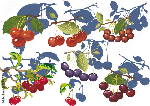 ripe cherry with shadow collection