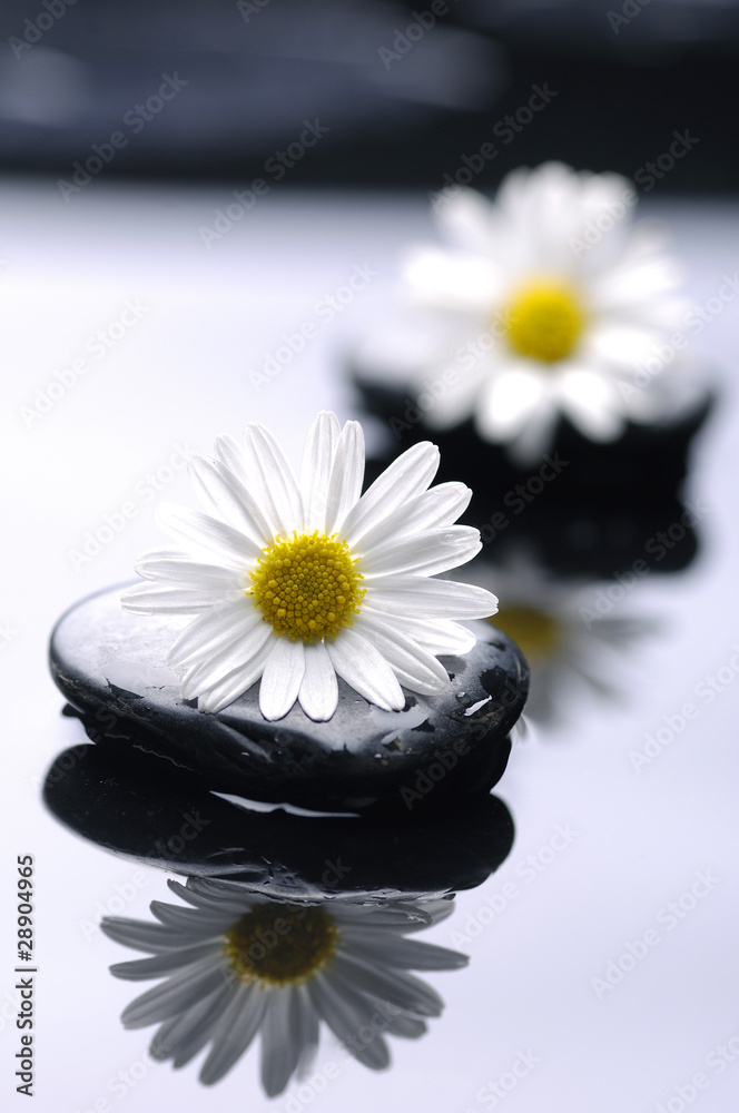 therapy stones with daisy flowers - obrazy, fototapety, plakaty 