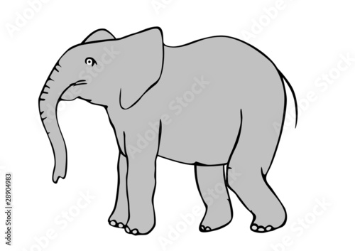 elefant - vector © siloto