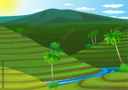 Beautiful rice field