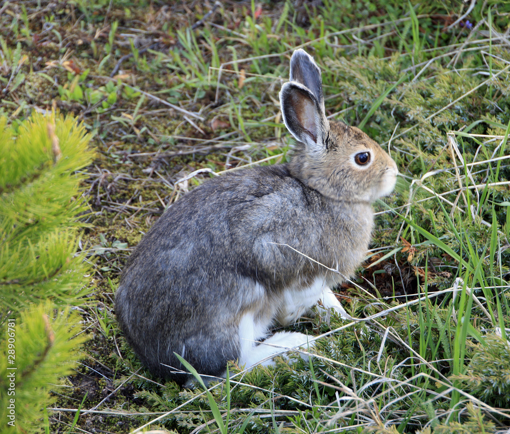 Fototapeta premium USA Wildnis - Schneehase