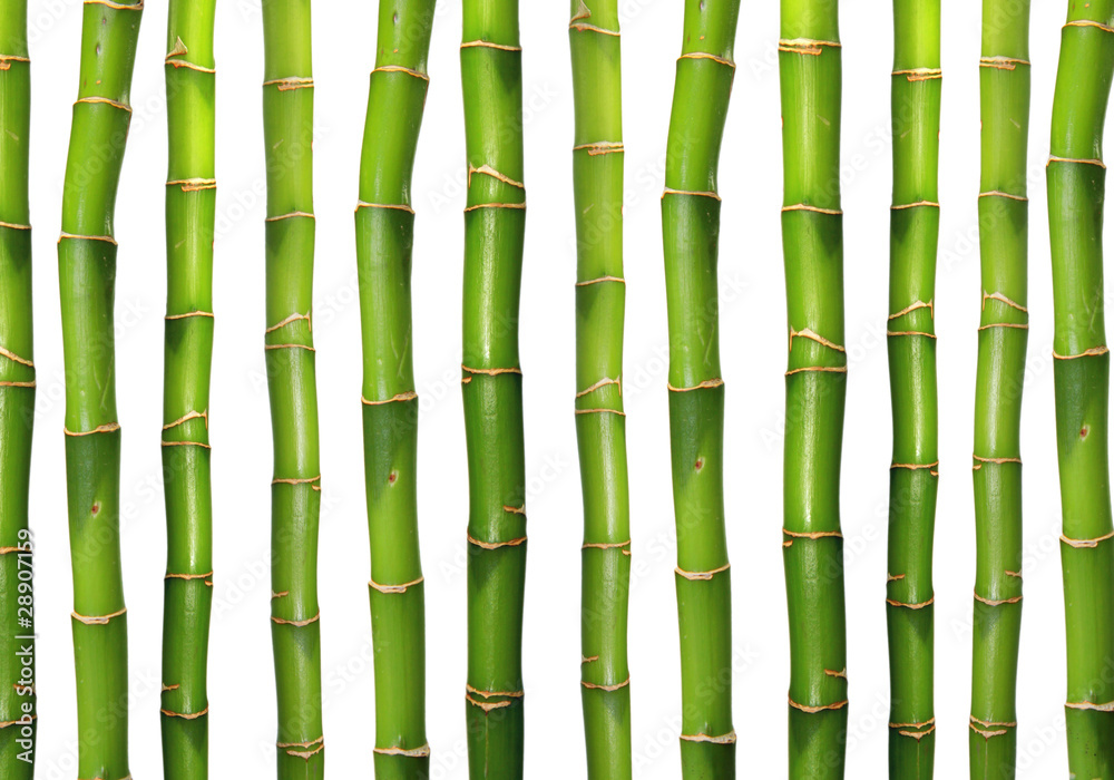 Fototapeta premium Bamboo background