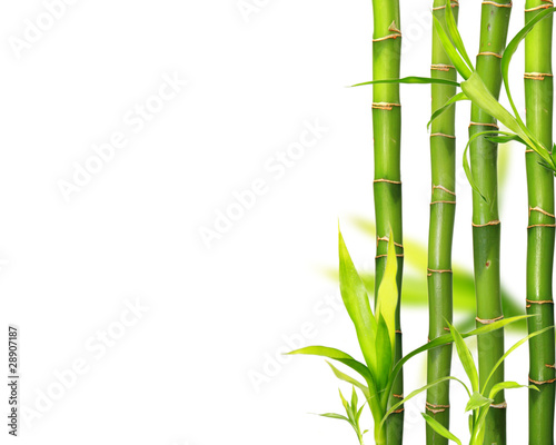 Bamboo jungle trees