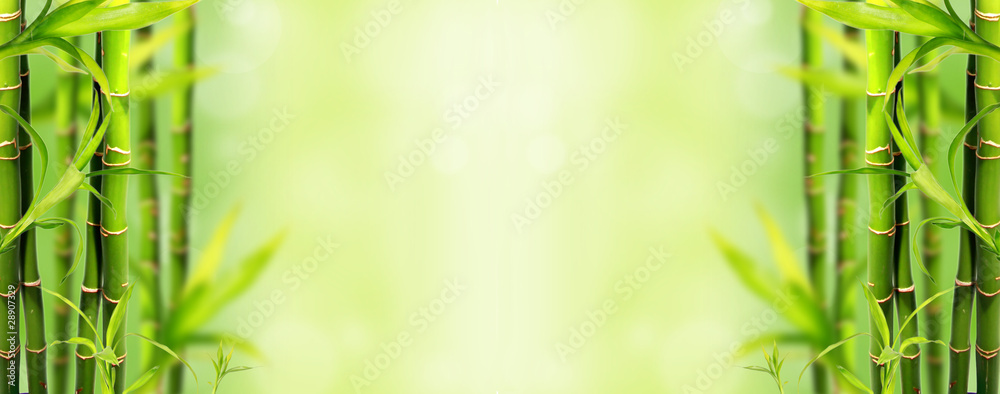 Obraz premium Bambusowy tło
